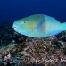 parrotfish_pm_ci_h_0006_cos2873.jpg